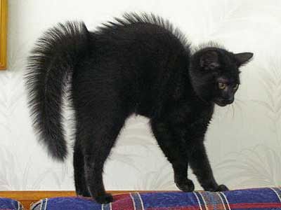 Black Cat
