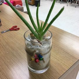 Ornamental Aloe Vera : 4 Steps - Instructables