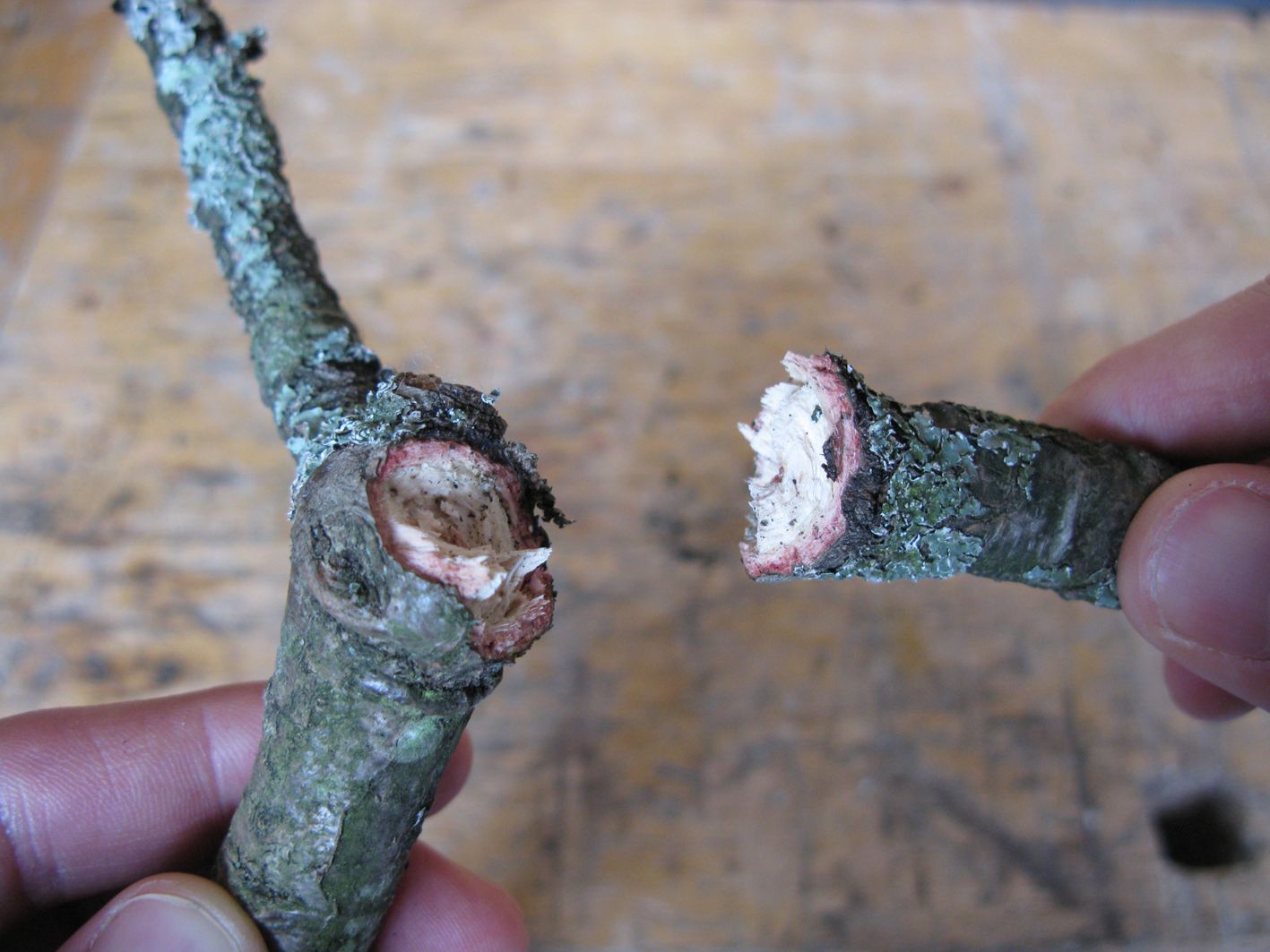 How to Make Beautiful Hooks From Twigs and Sugru) (+ New Video) 8