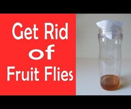 How to Get Rid of Fruit Flies in Your Home