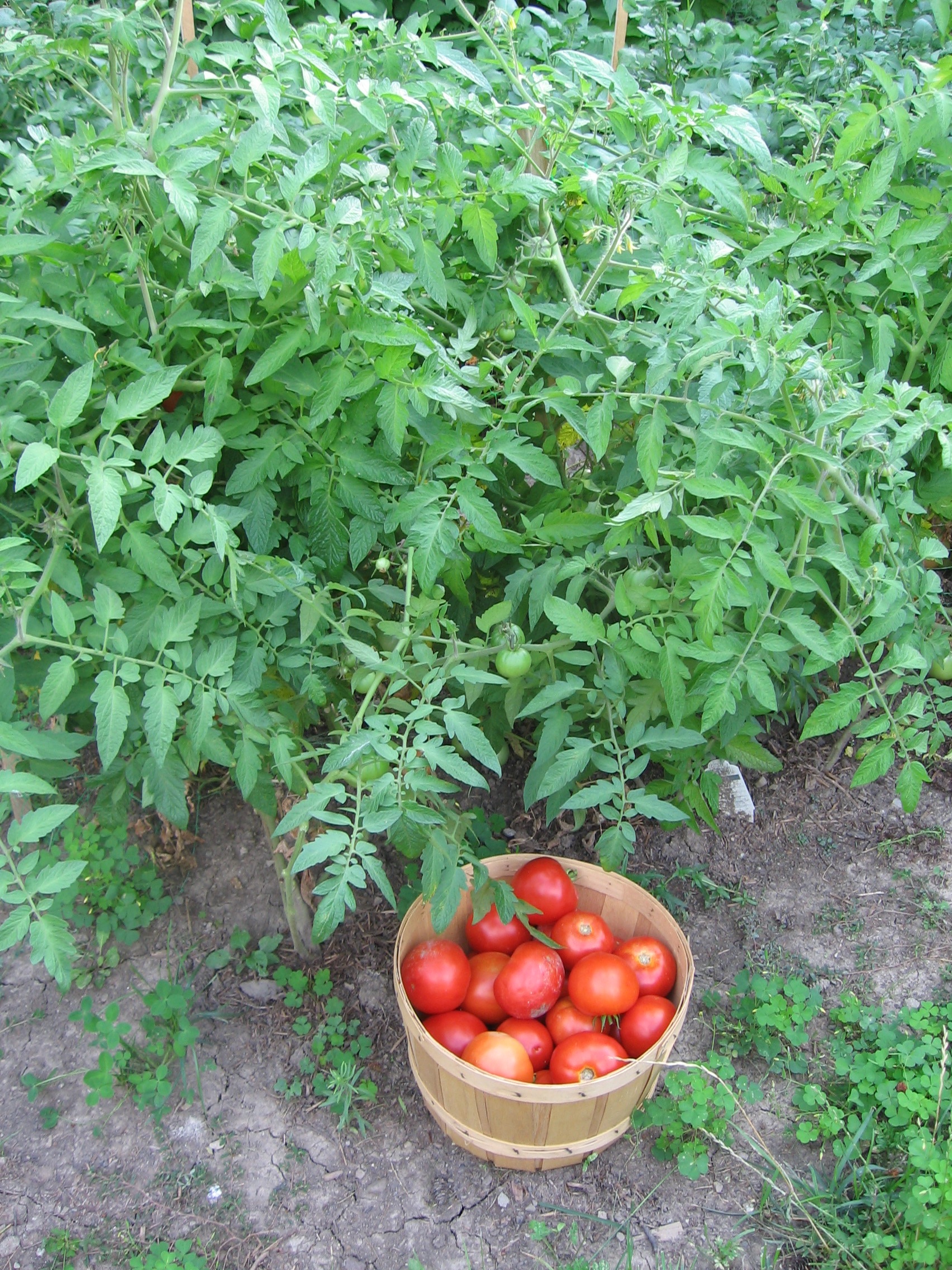 Roma Sunday - 15 Minute Pressure Canned Roma Tomatoes Without Water or Juice