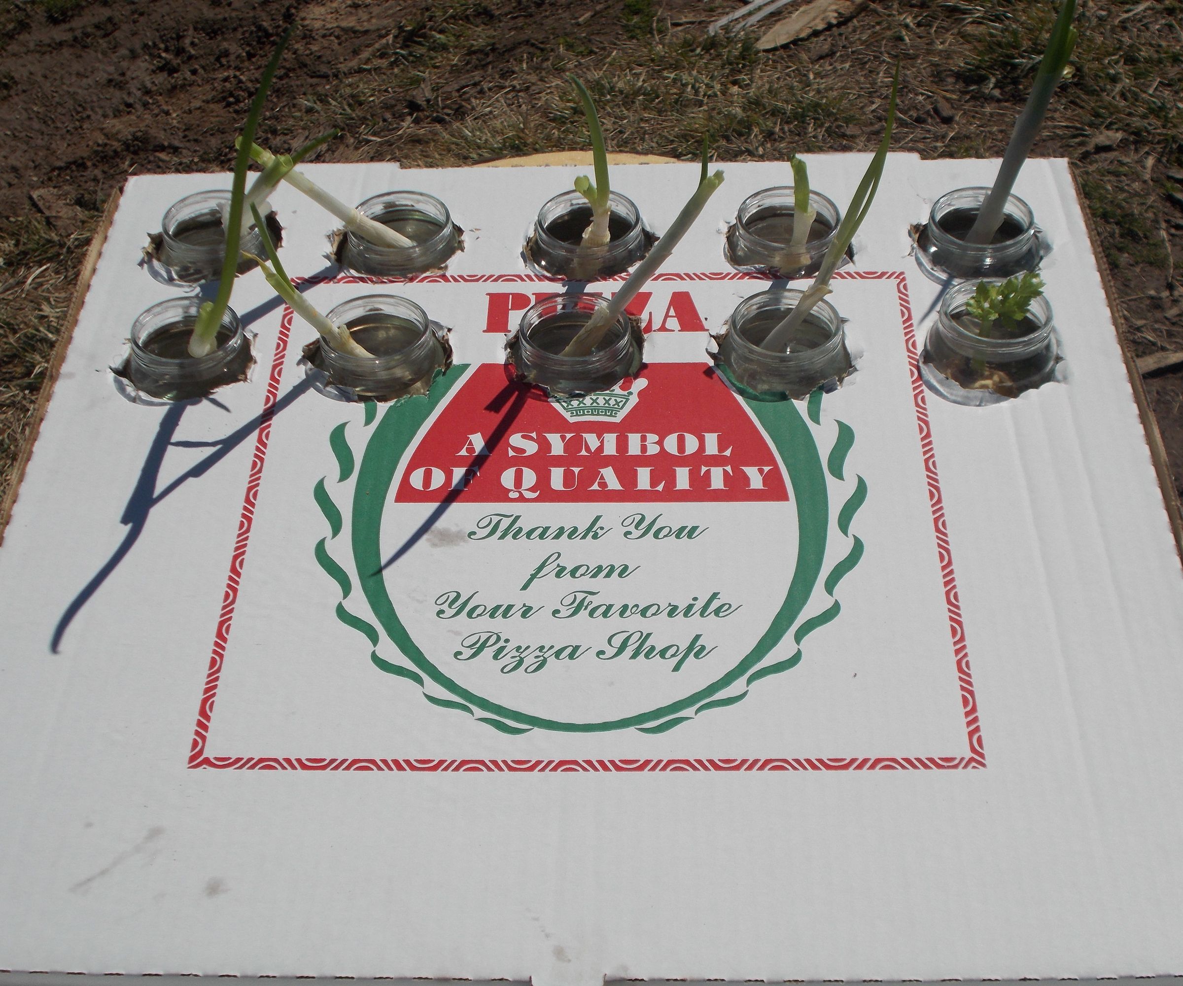 MaMa Mia! Plant Pie!