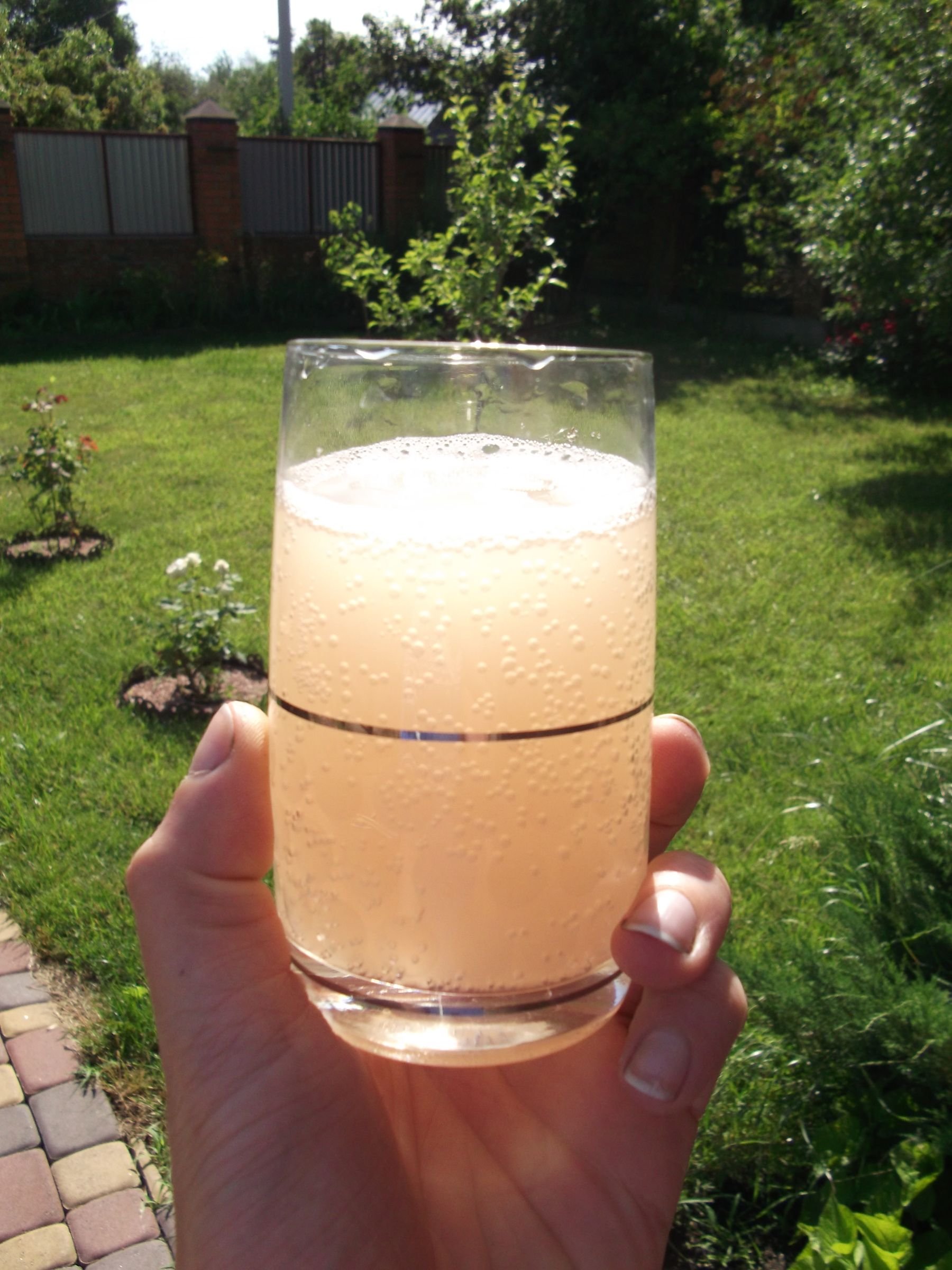 Refreshing Oxalis Kvas (NonAlcohol Fermented Carbonated Drink That Can