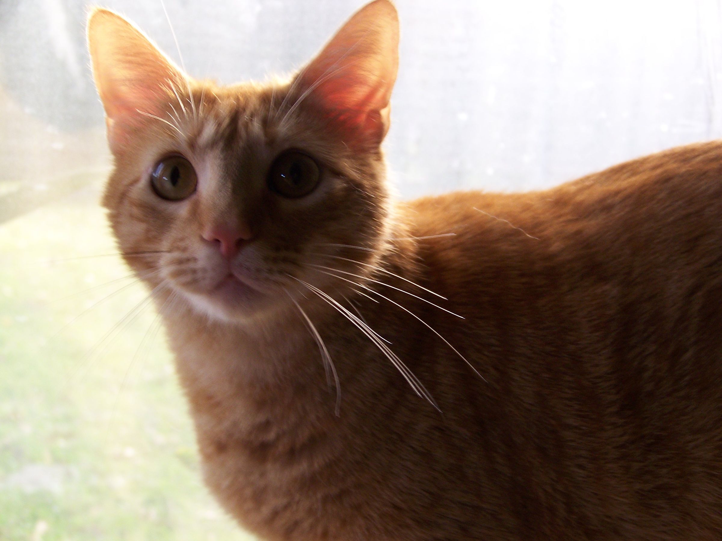 How to Make Your Cat Purr : 7 Steps (with Pictures) - Instructables