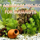 Top Aquarium Projects for Aquarists