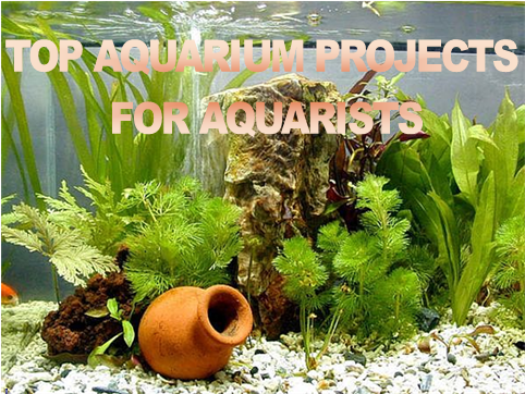 Collection Cover Image: Top Aquarium Projects for Aquarists