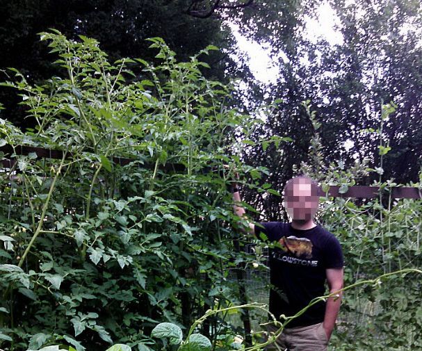 Vertical Gardening Trellis for Tomatos or Squash