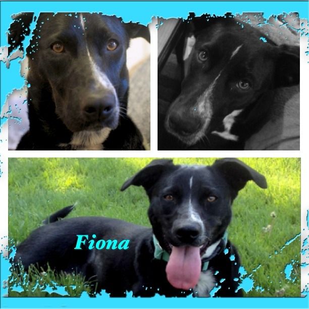 Teach Your Dog to Bow