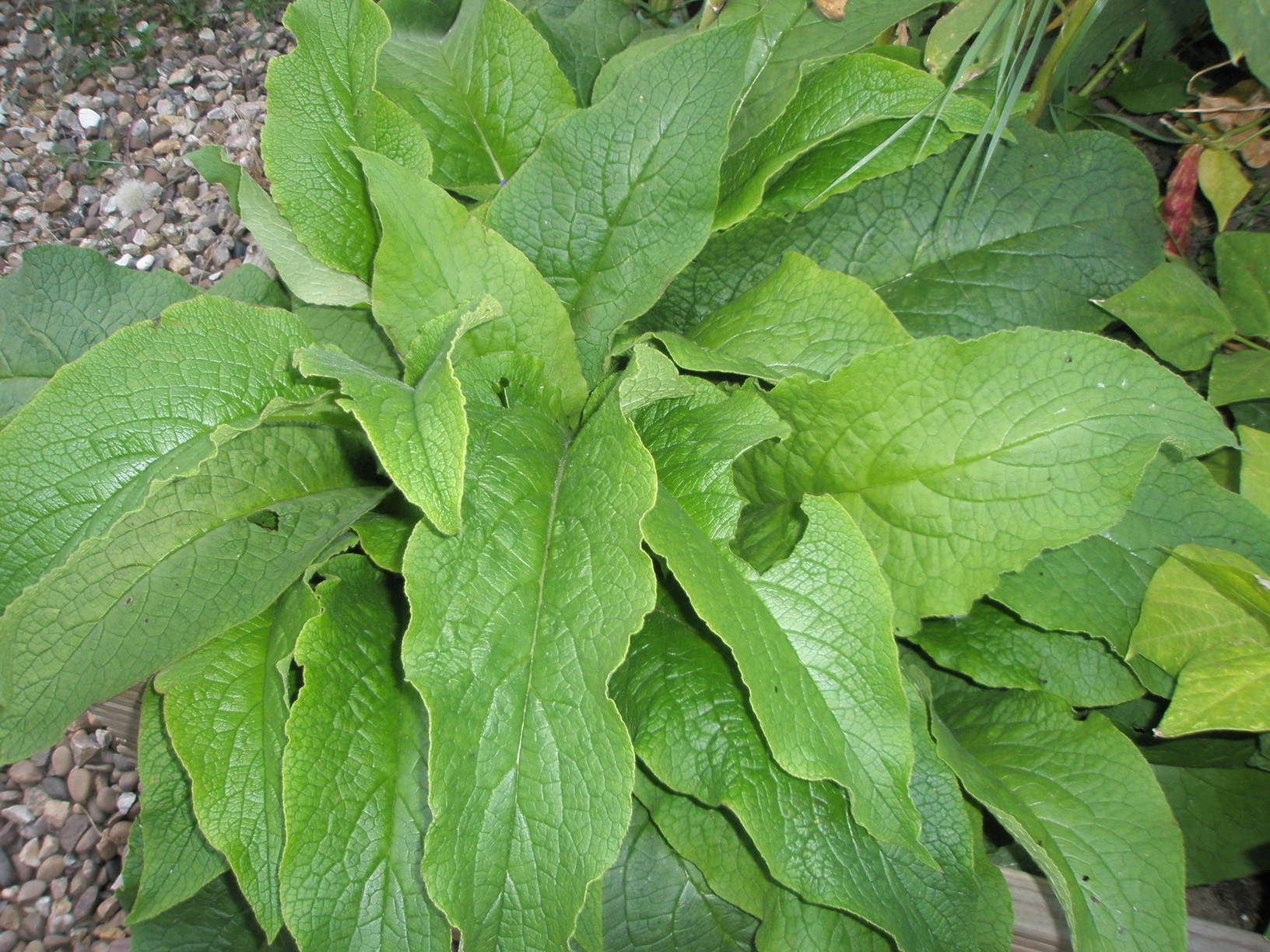 Tea Plant Food Instructables