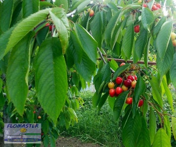 Solar Bioacoustic Bird Repeller