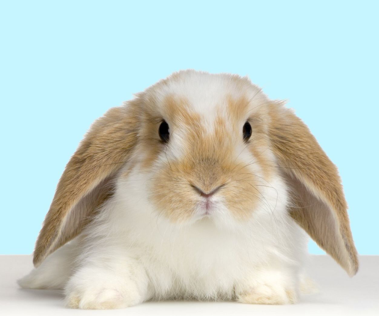 Nature Bunny