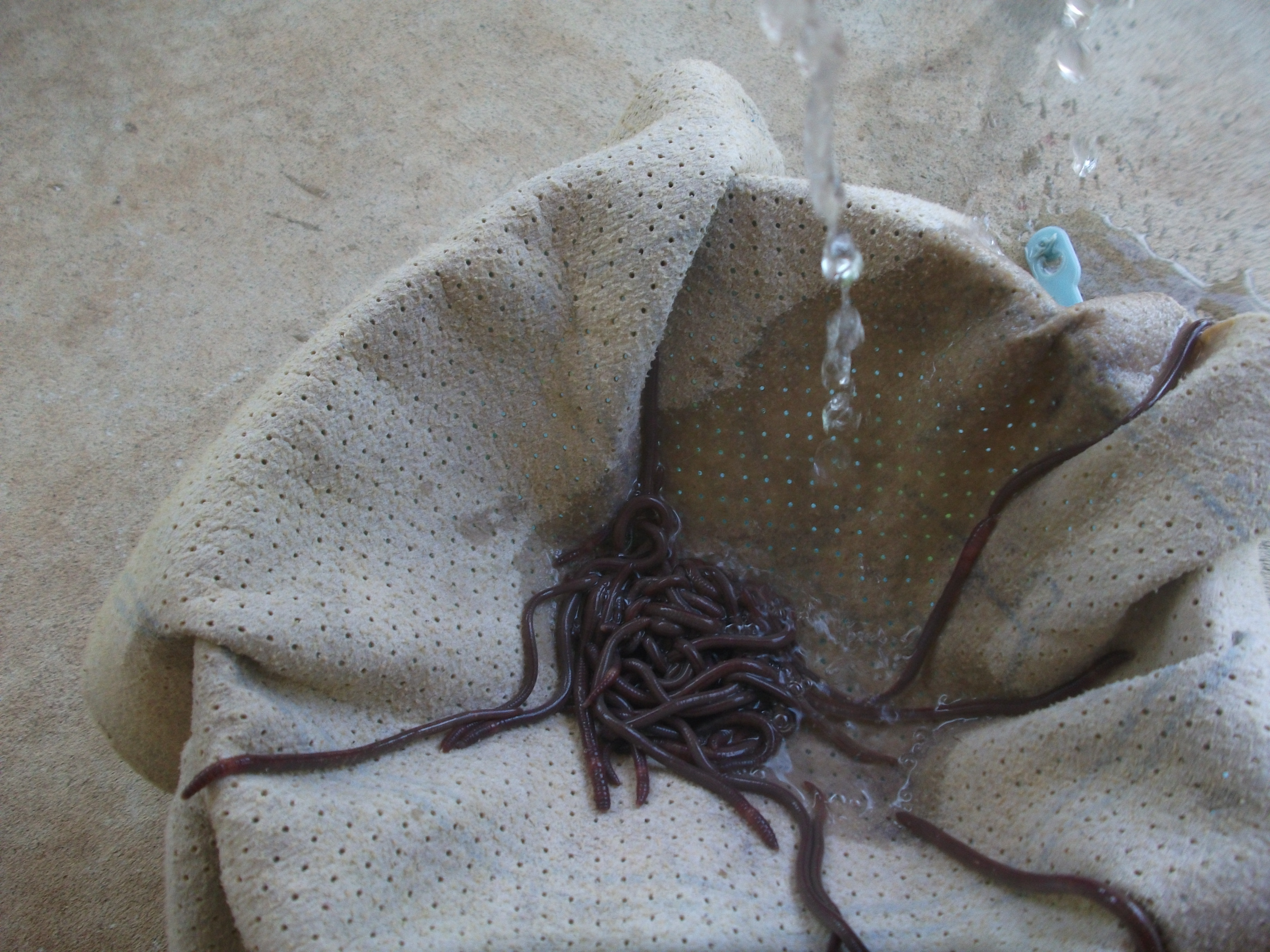 How to Efficiently Extract Worms From the Dirt 7 Steps Instructables