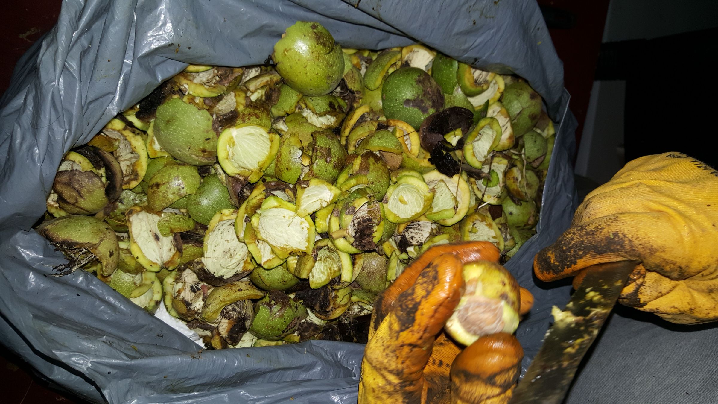 How to Extract Walnut 6 Steps (with Pictures) Instructables