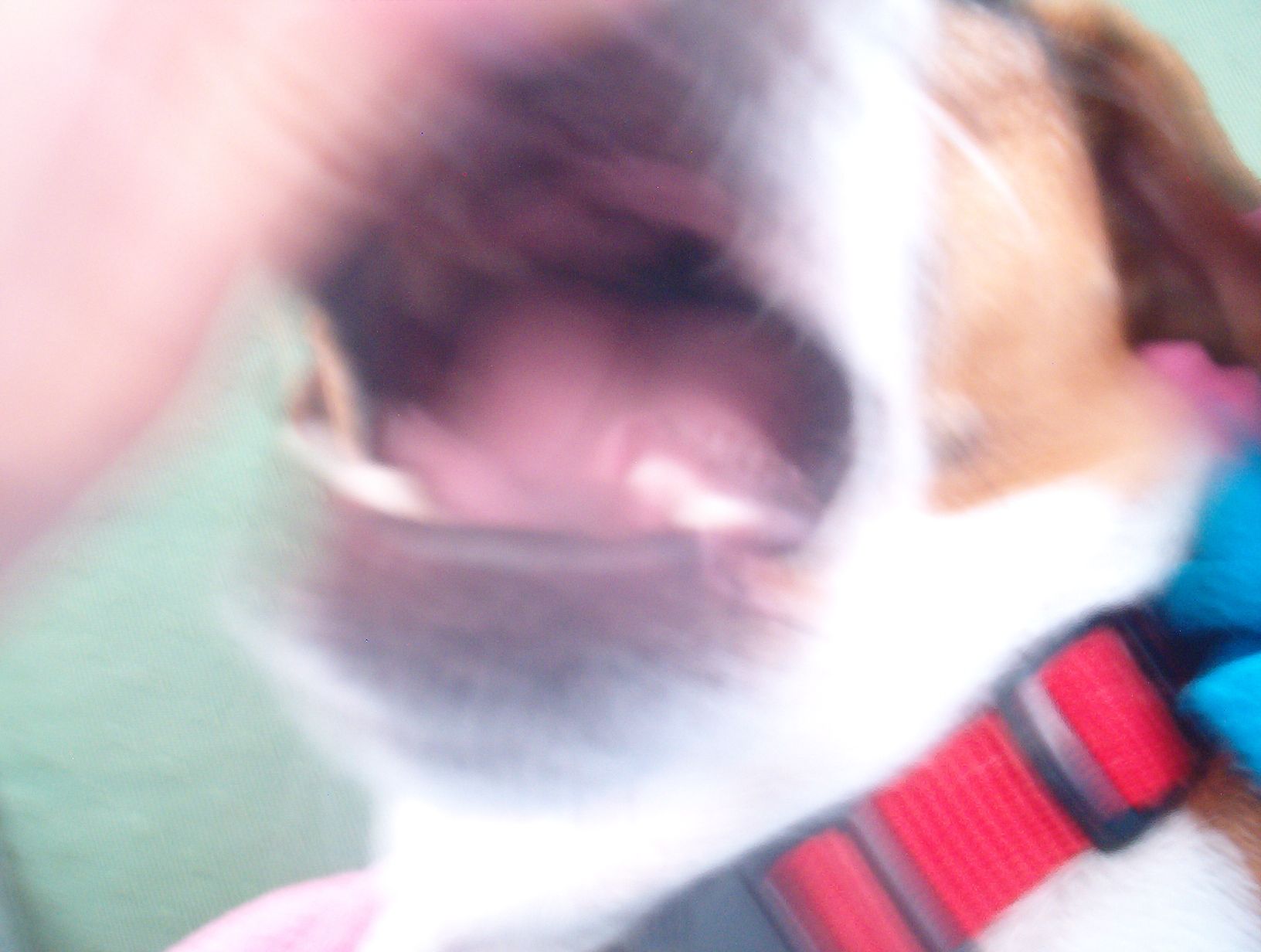 How to Paint Your Dog's Toenails (PAINLESSLY!) 3 Steps Instructables