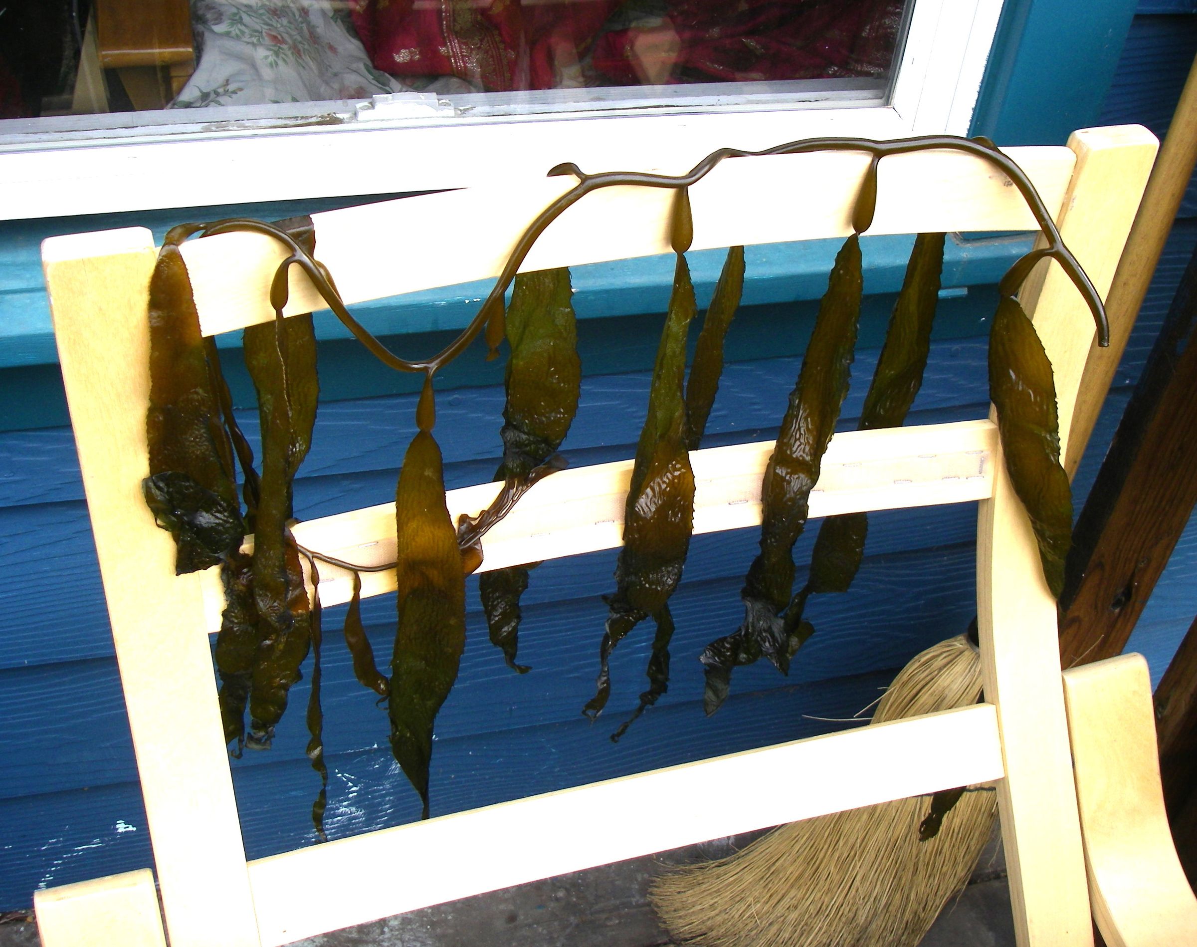 Dried Kelp 5 Steps (with Pictures) Instructables