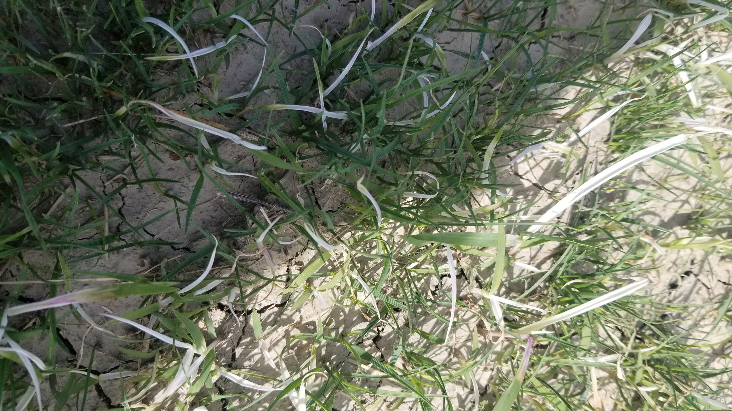 How to Plant Water Saver RTF Grass Seed 13 Steps (with Pictures) Instructables