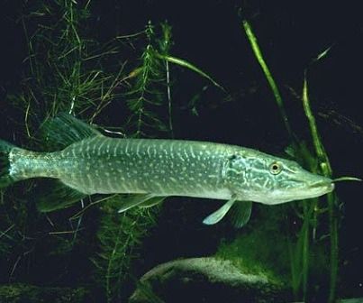 Pike Fishing