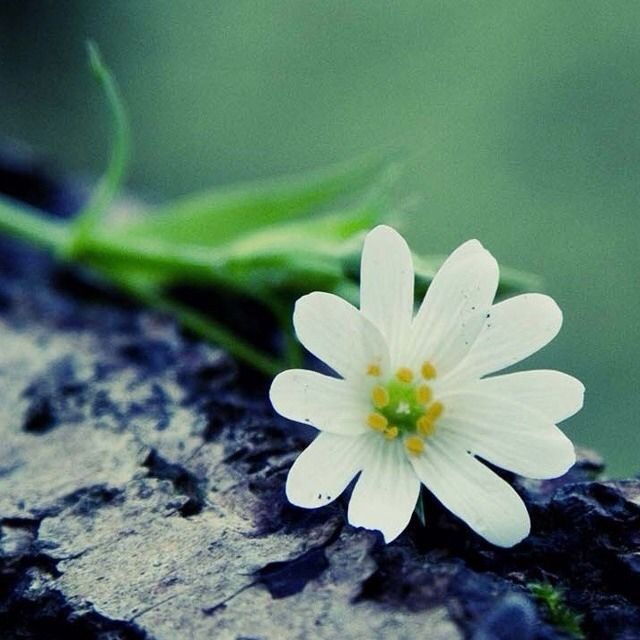 kirinwantsaskateboard