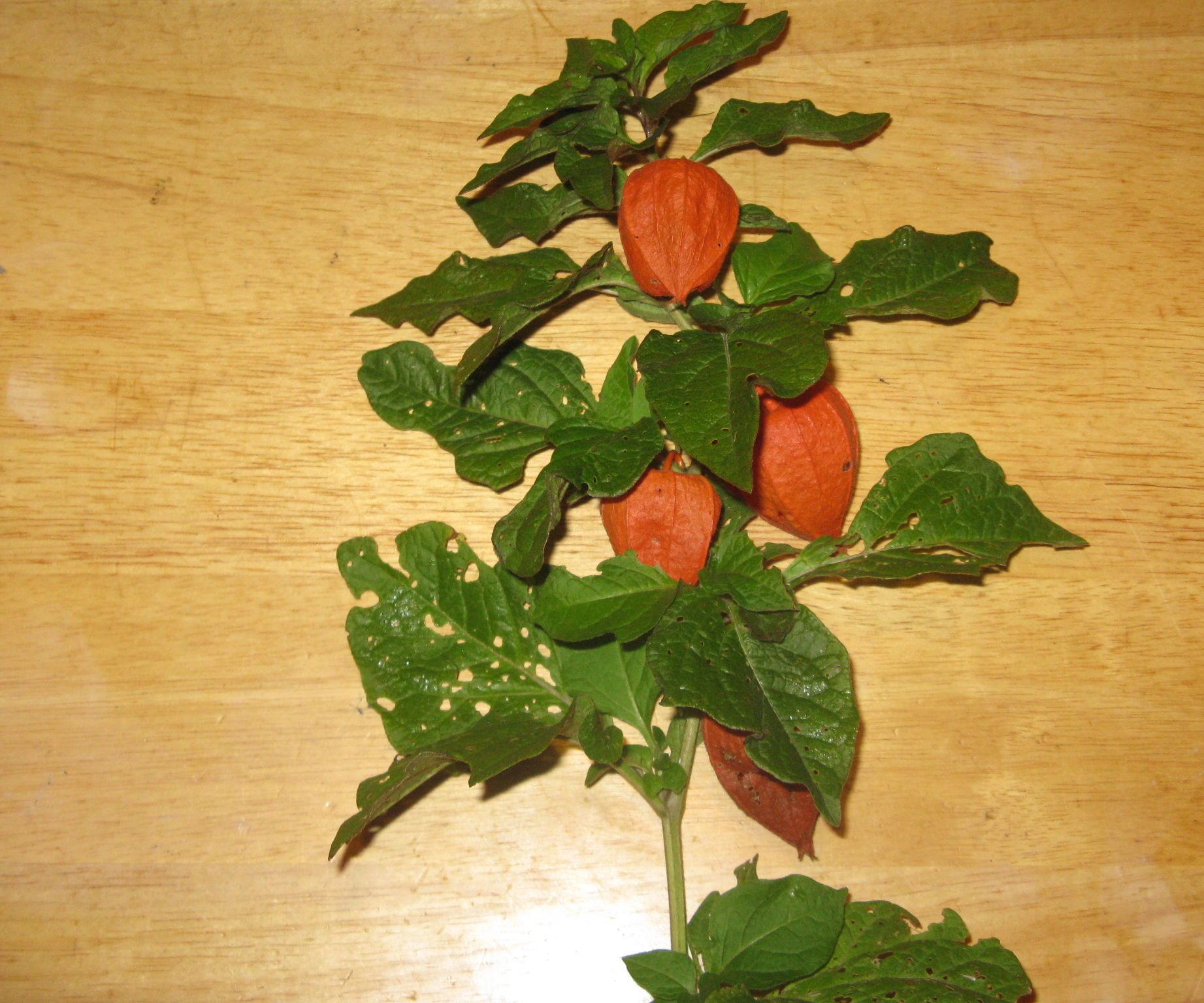 Spiked Chinese Lantern Jam 
