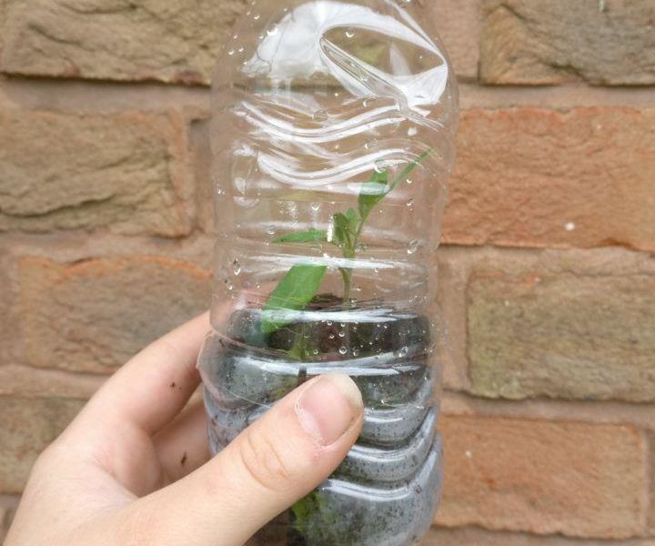 Free, 5 Minute Greenhouse for Seedlings 