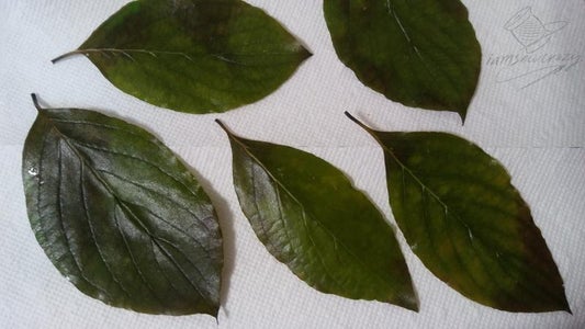 Pick and Preserve the Leaves