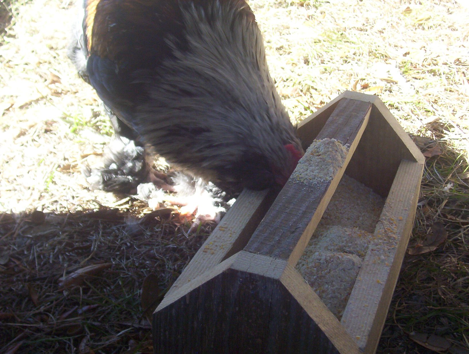 Chicken Feeder