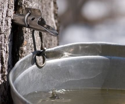 Making Maple Syrup at School: a Project for Teachers