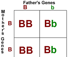 Punnet Square