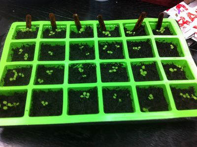Growing Tobacco : 6 Steps (with Pictures)