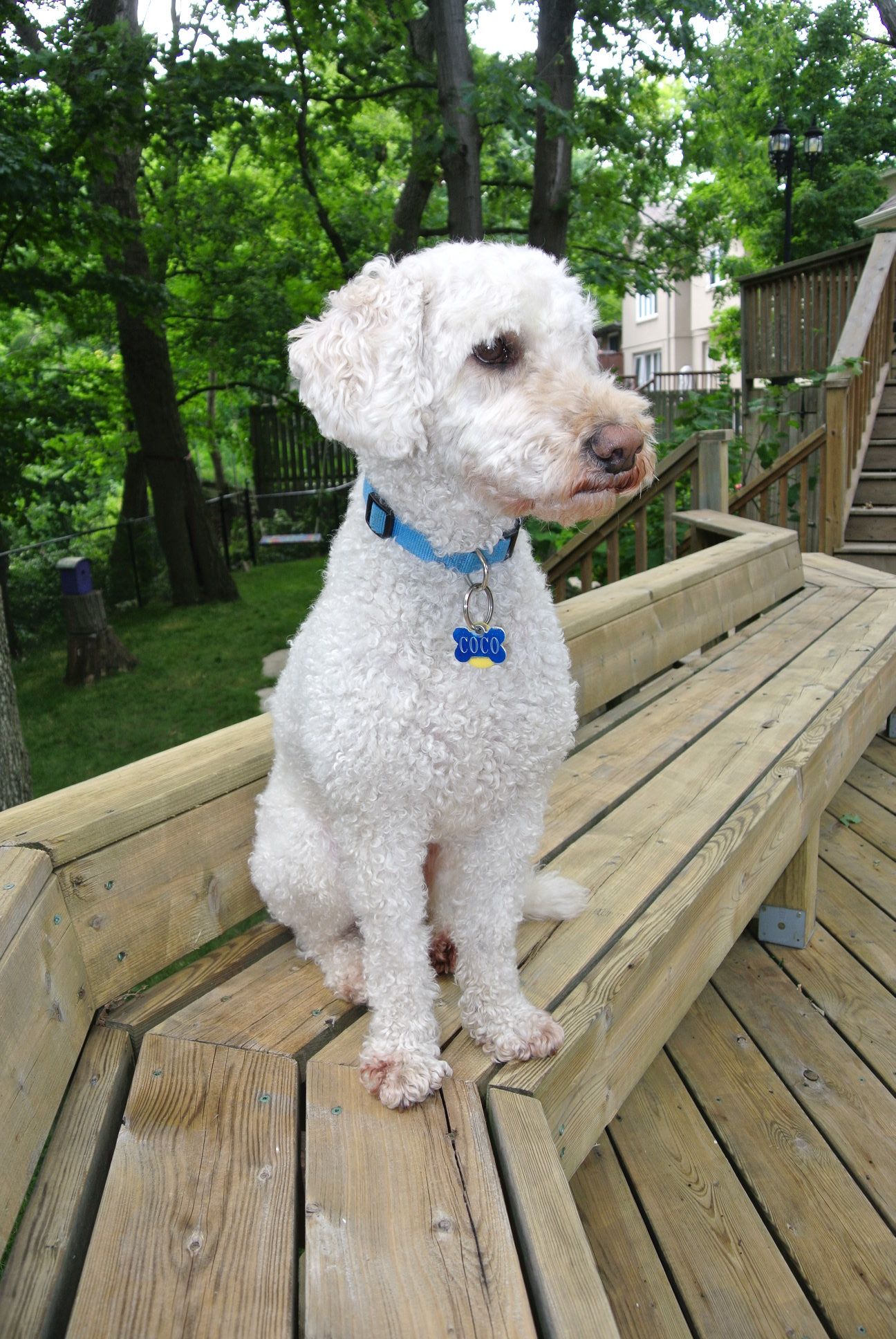 Help Your Dog Beat the Heat