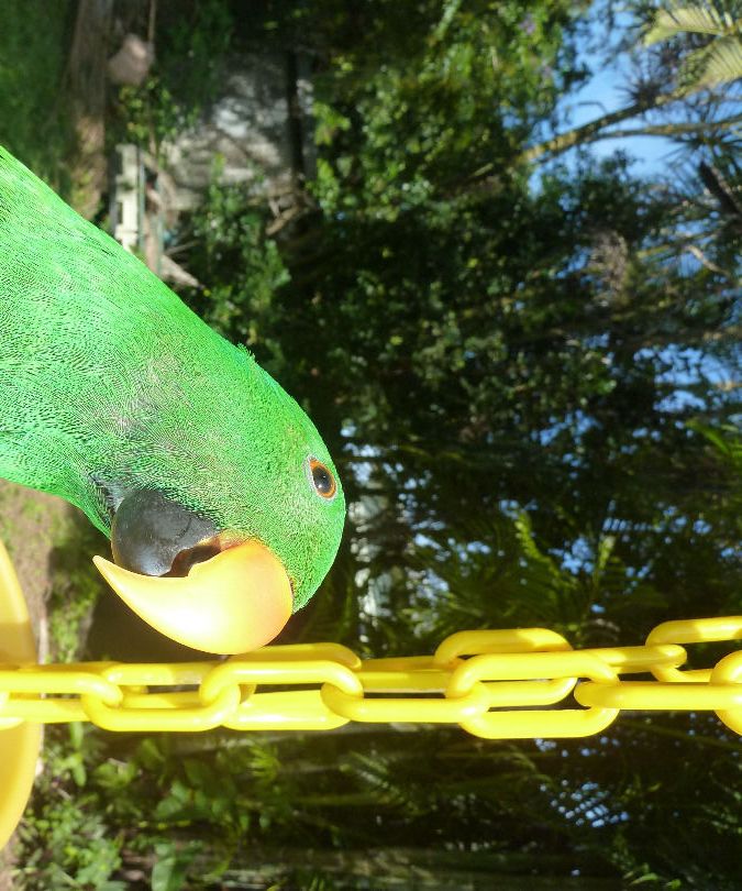 Fun Flowerpot Parrot Feeder