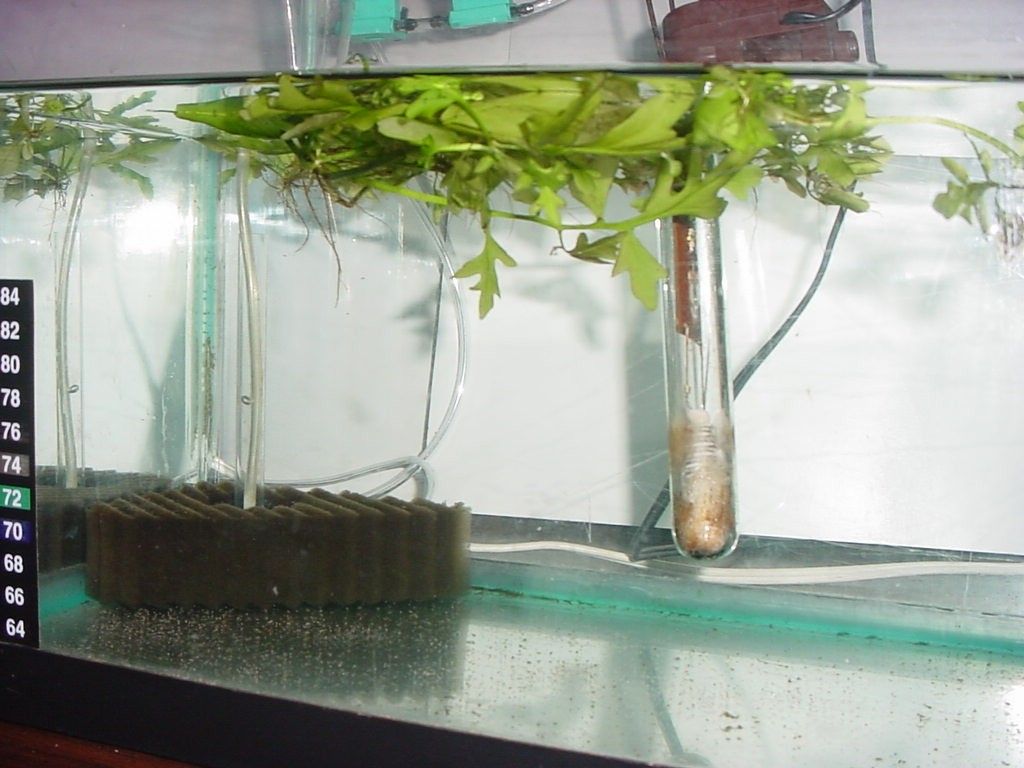 Easy Aquarium Sponge Pump