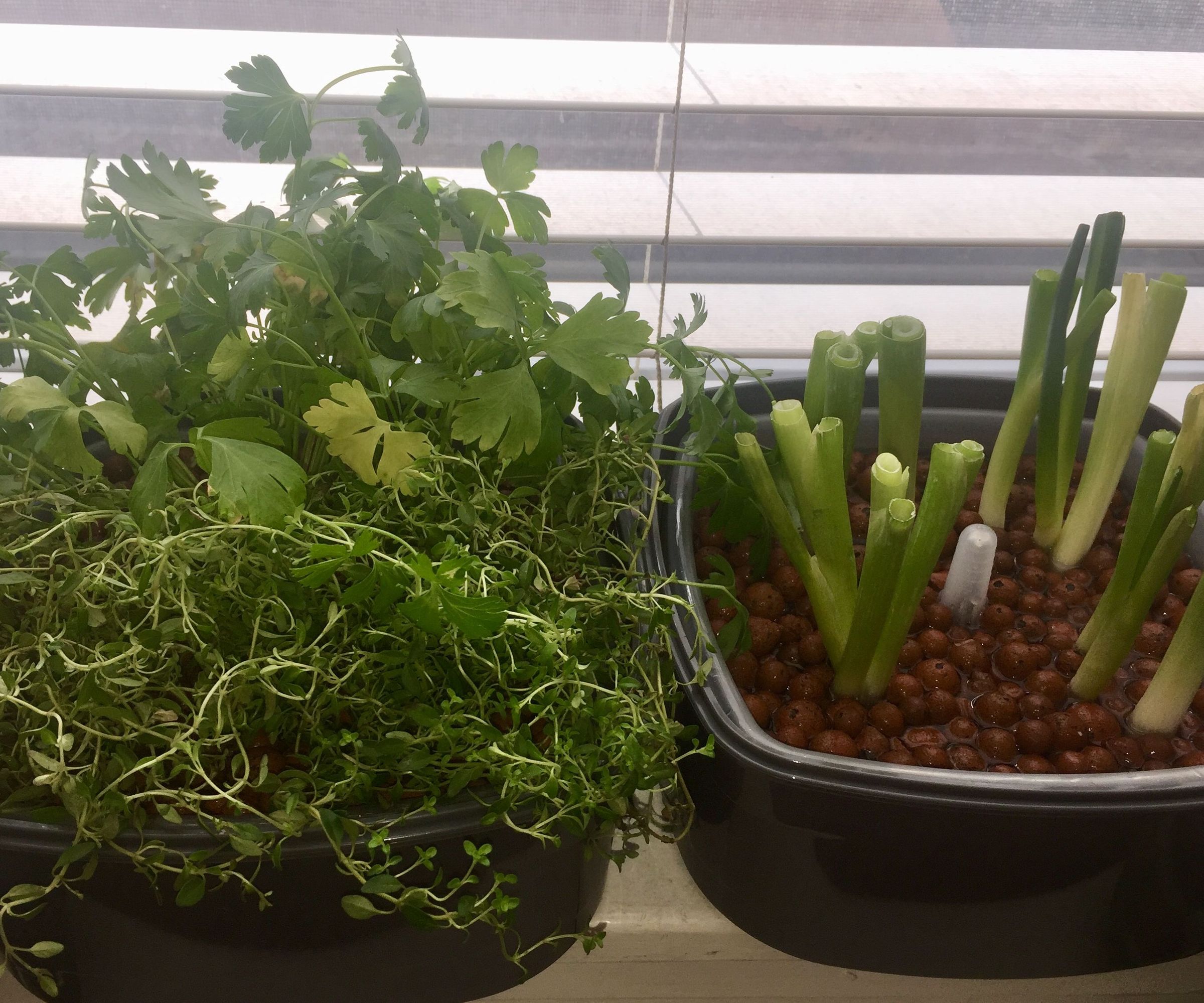 Easy No Tools Indoor Hydroponic Herb Garden (For Under $20)