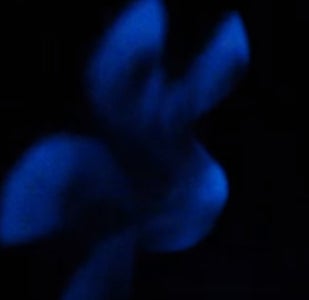Radiates a Marvelous Glow in the Dark. 