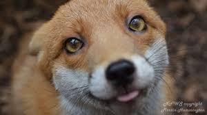 gearfox