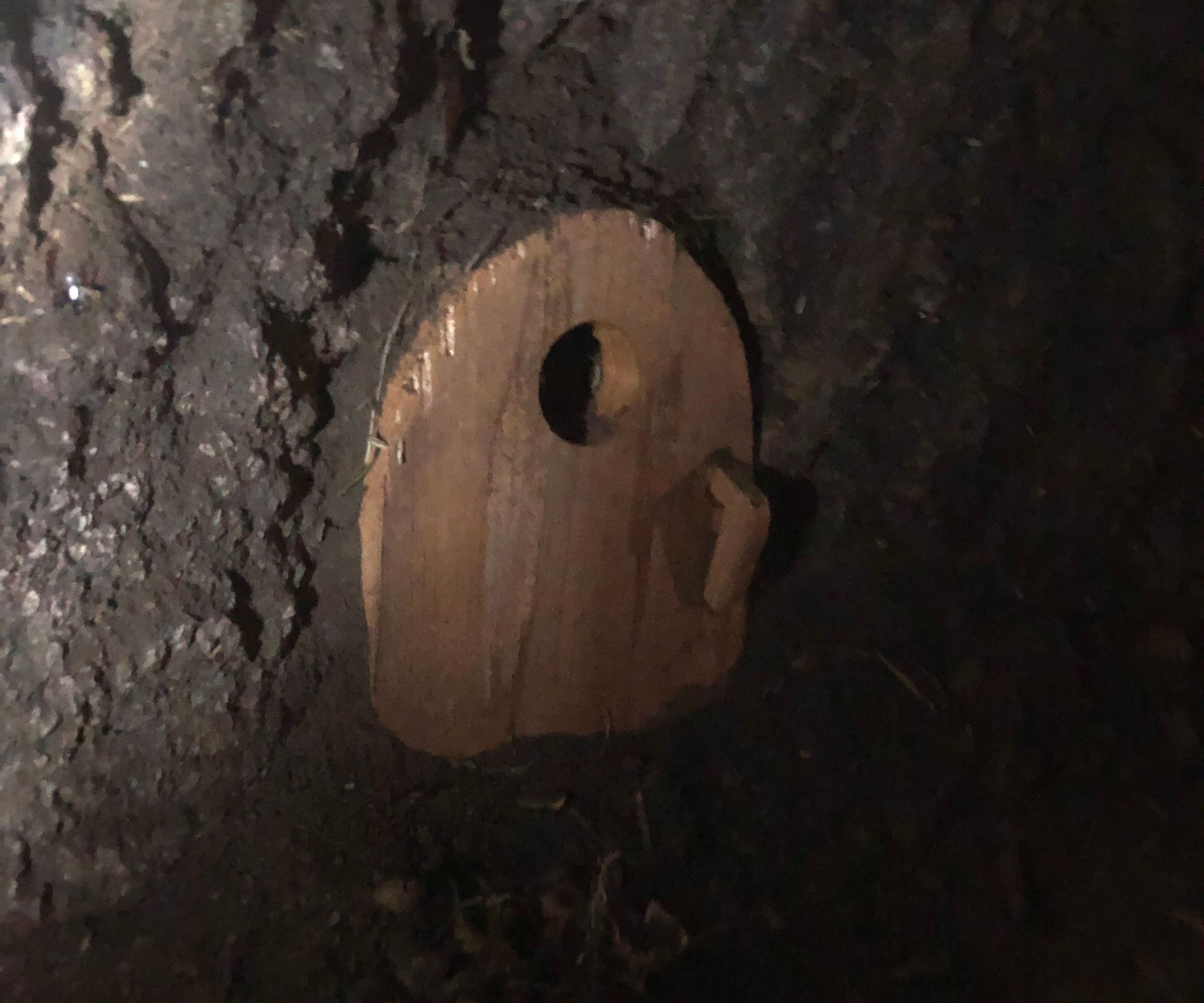 Neighborhood Tree Hobbit Door