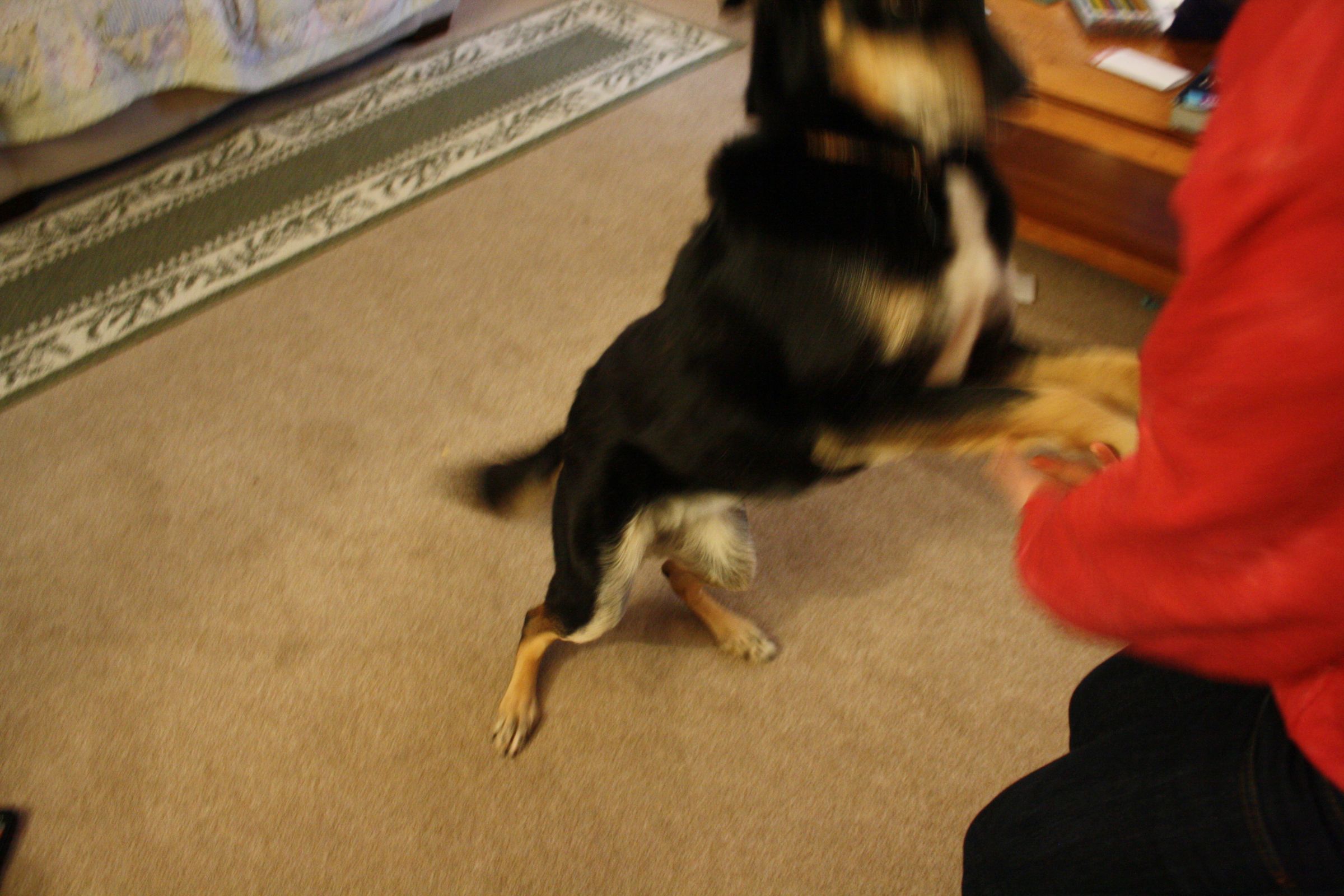 How to Make Your Dog Jump Up and Kiss Your Face 5 Steps Instructables
