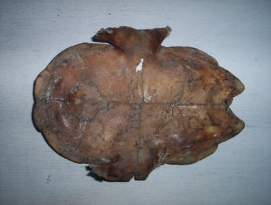 Turtley Awesome Dig-Site Discovery