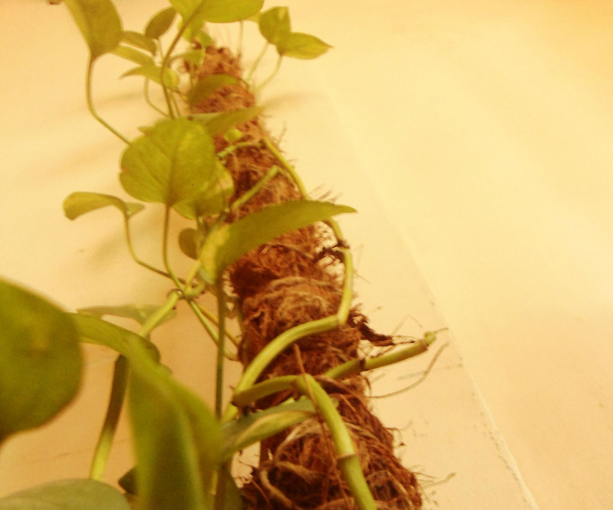 Climbing Pole for Plants From Coir. 6 Steps Instructables