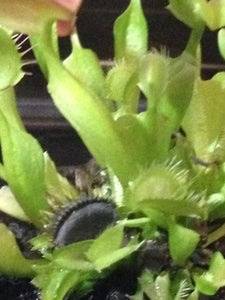 Pruning Carnivorous Plants