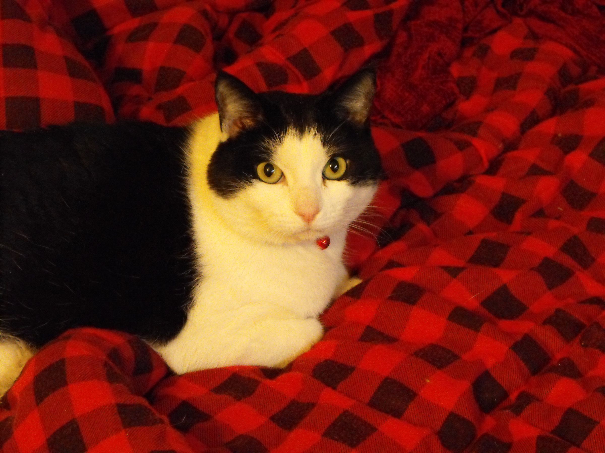 How to Put a Bell on Your Cat. 4 Steps Instructables