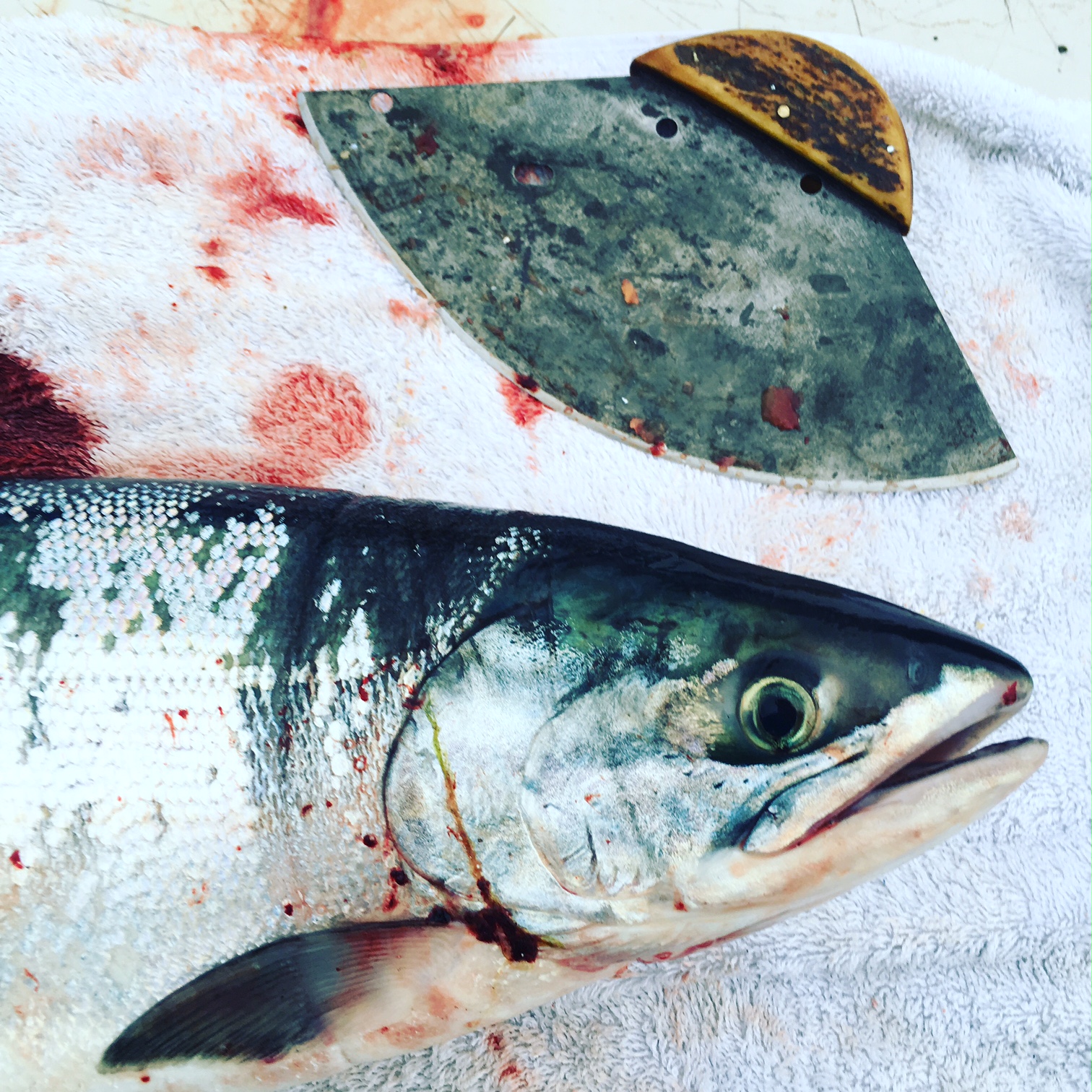 How to Fillet a Salmon With an Ulu 7 Steps Instructables