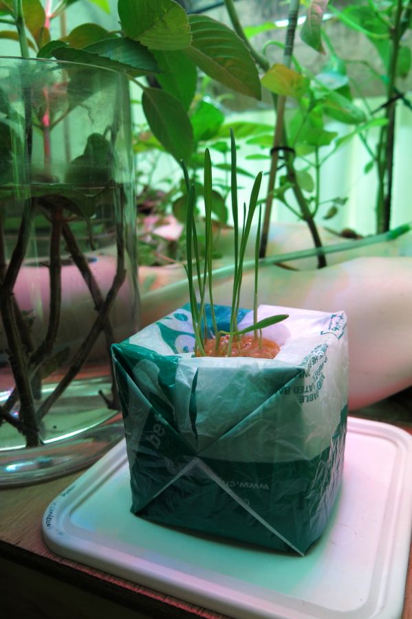 Plastic grow-bomb: Hydroponics from plastic bags