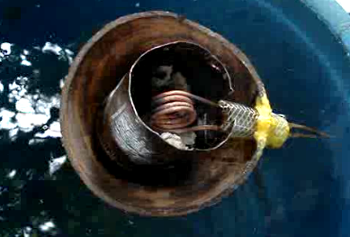 A Coconut Pop-Pop Boat