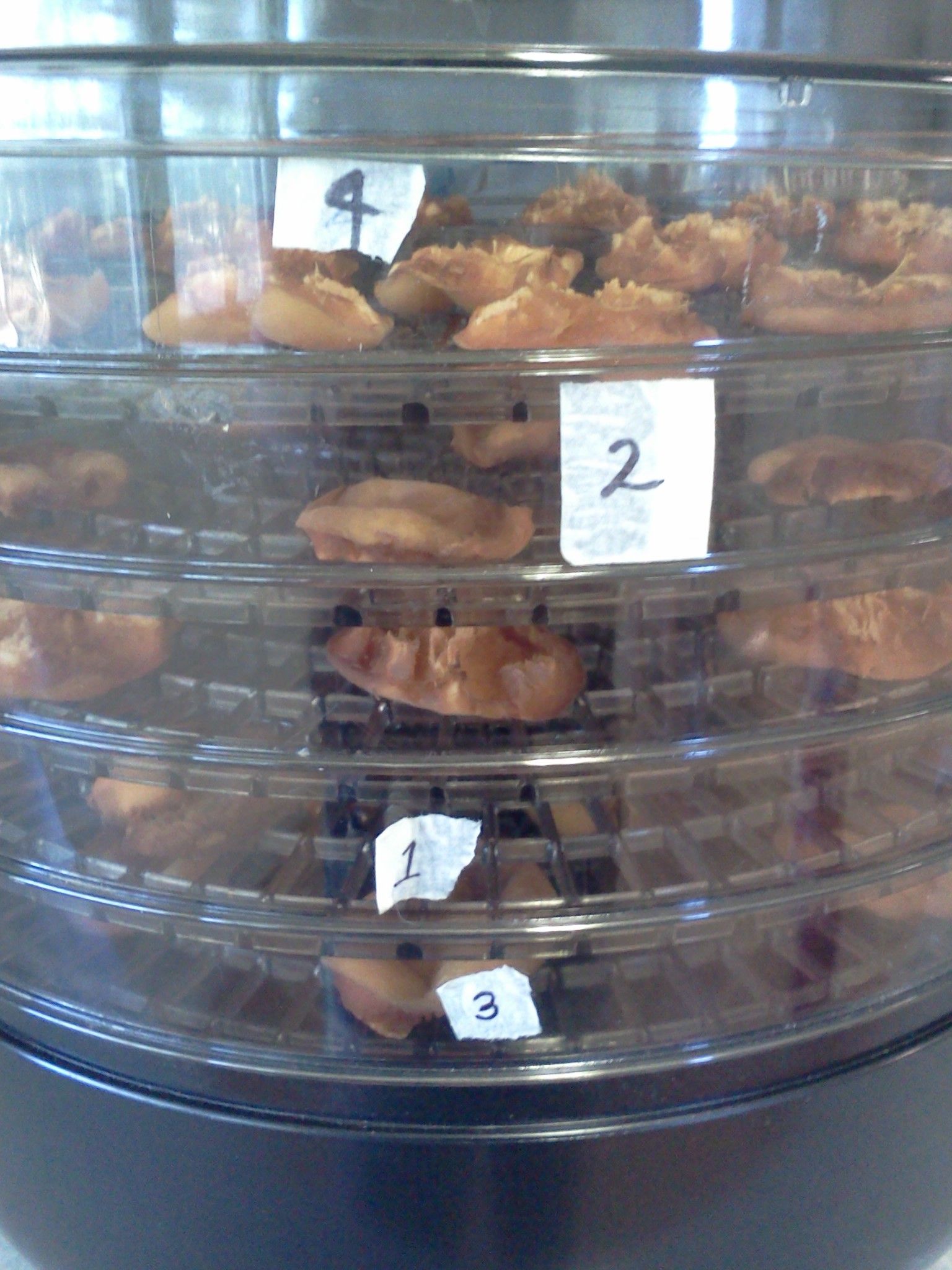 Dehydrating Apricots 4 Steps (with Pictures) Instructables