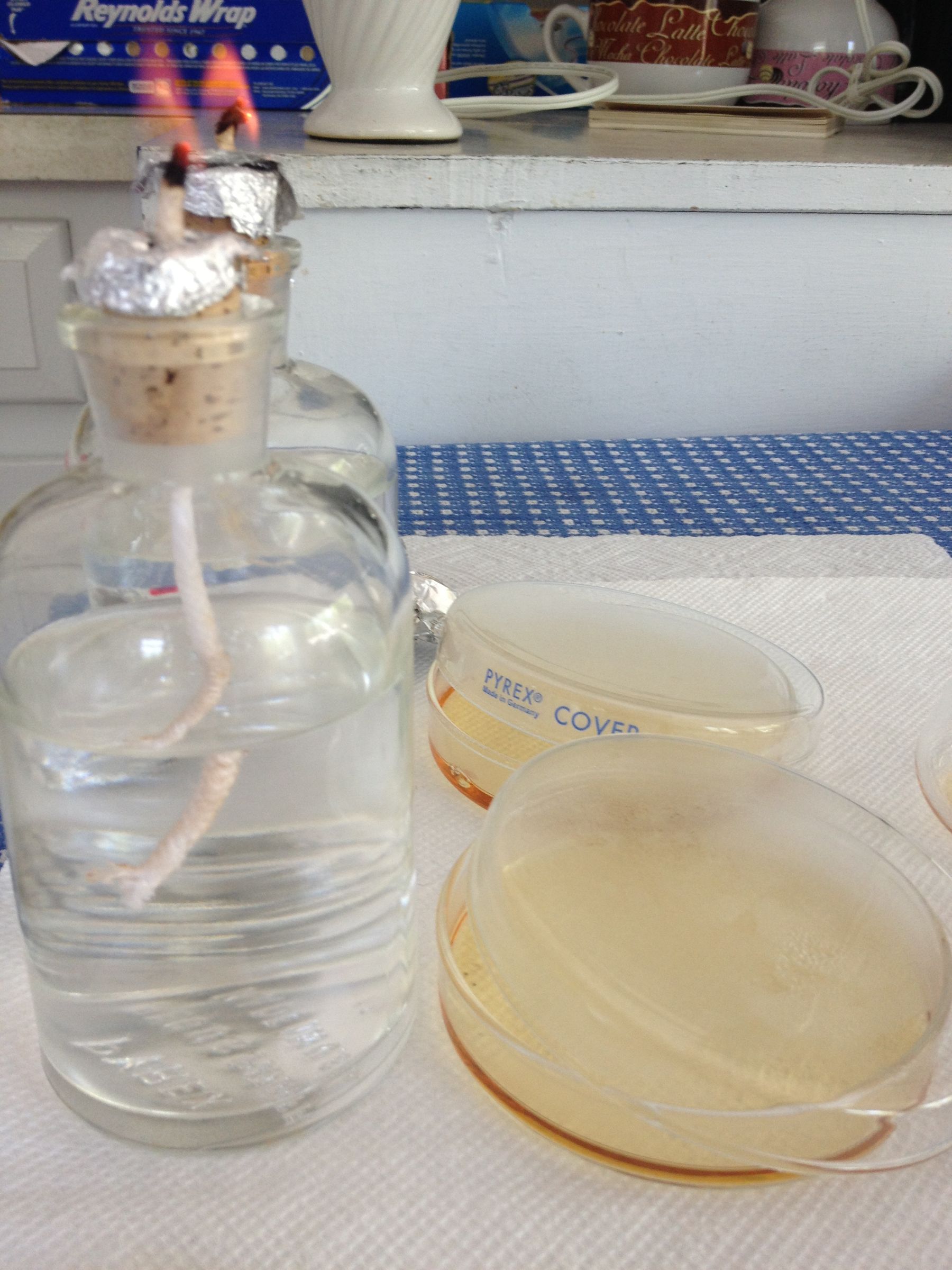 How to make solid culture medium plates for yeast culture