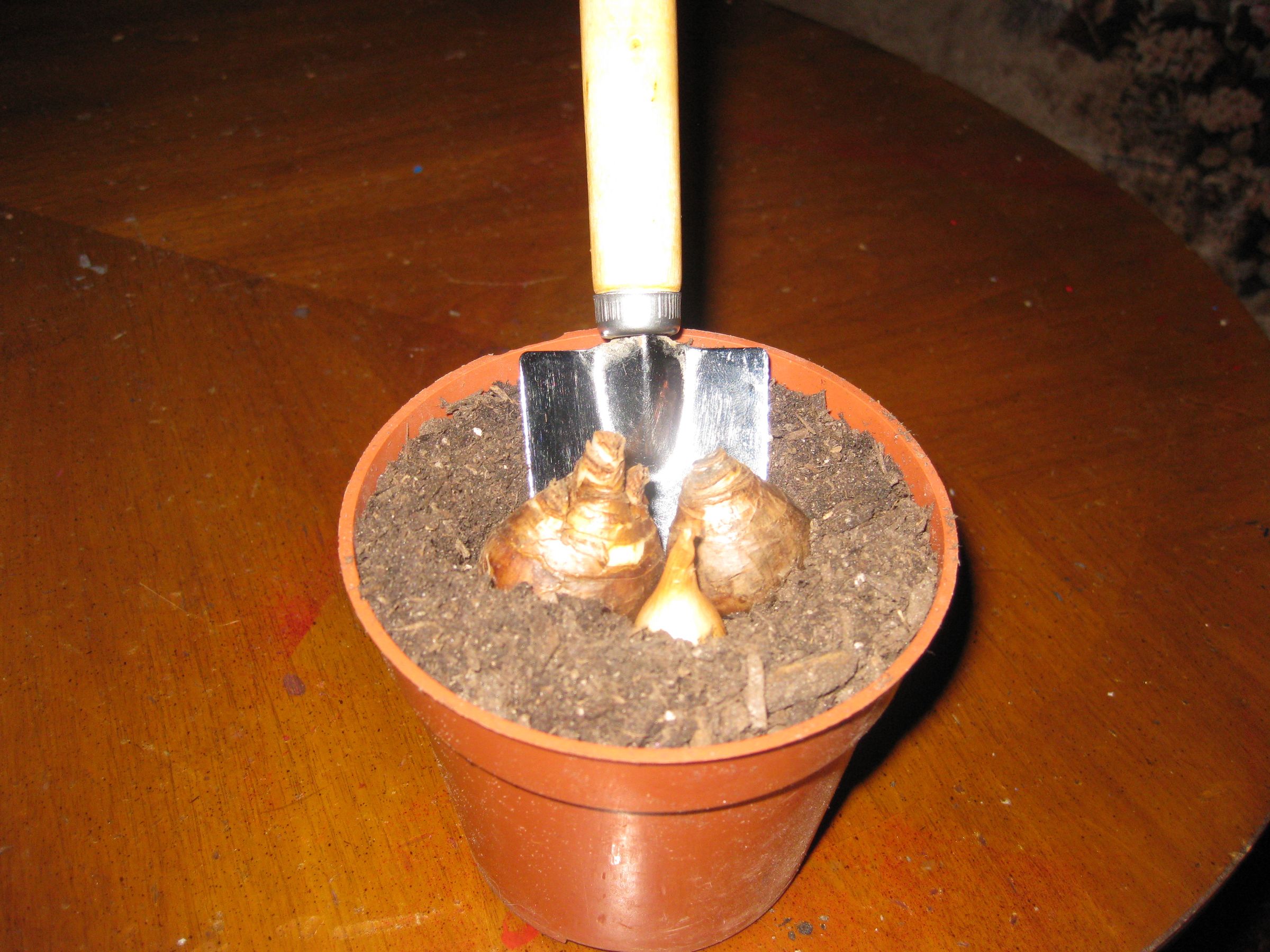 How to Force Bulbs Indoors. 5 Steps Instructables