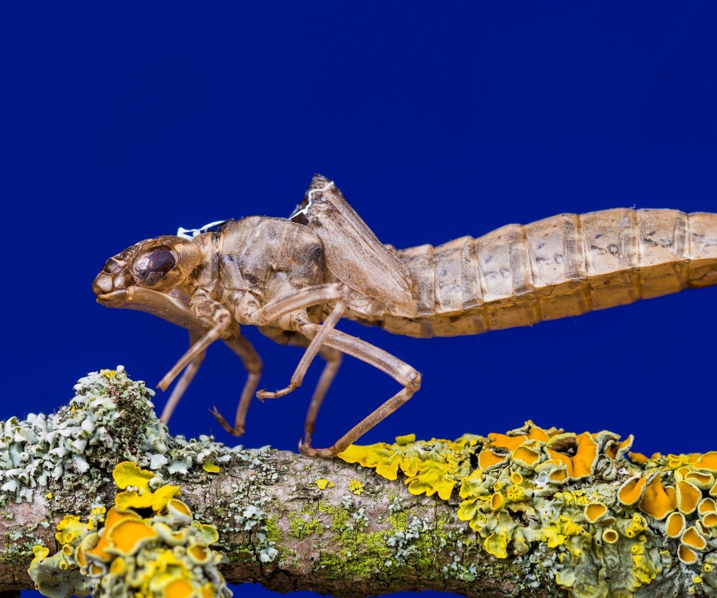 DSLR Macro Photography: a Comprehensive Overview