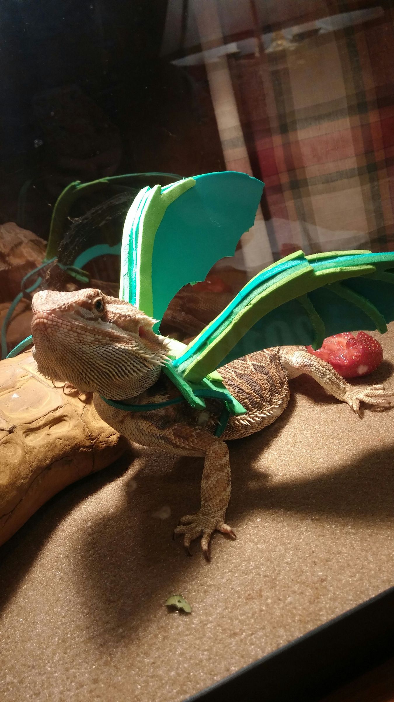 Bearded Dragon Wings