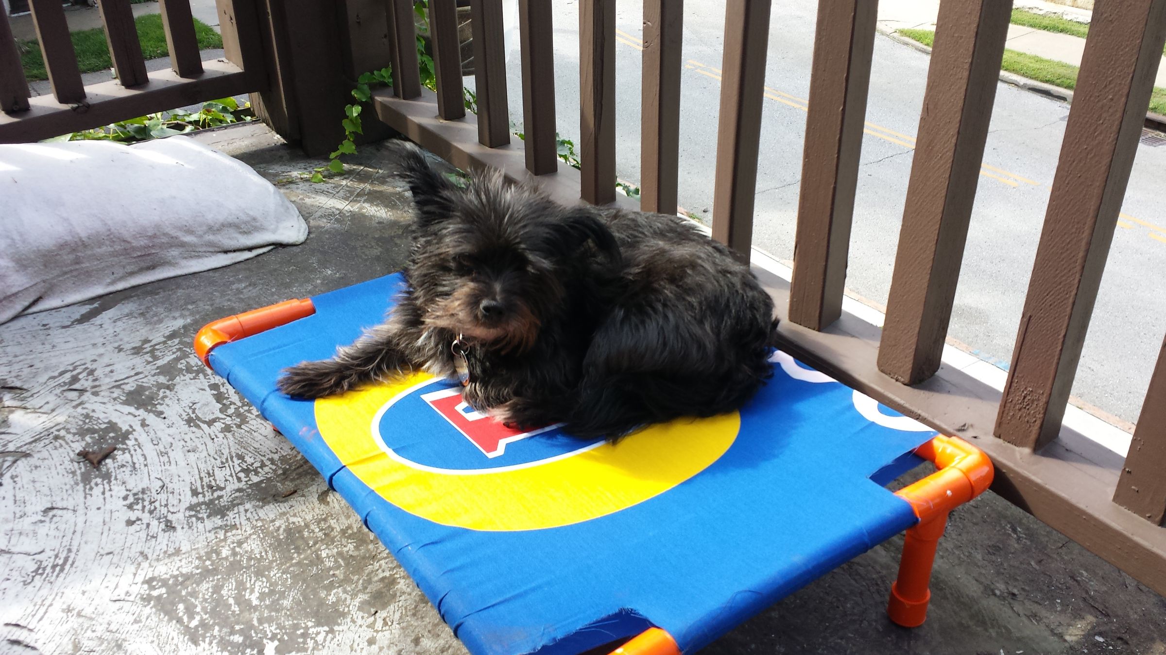 Sweet Dog Hammock